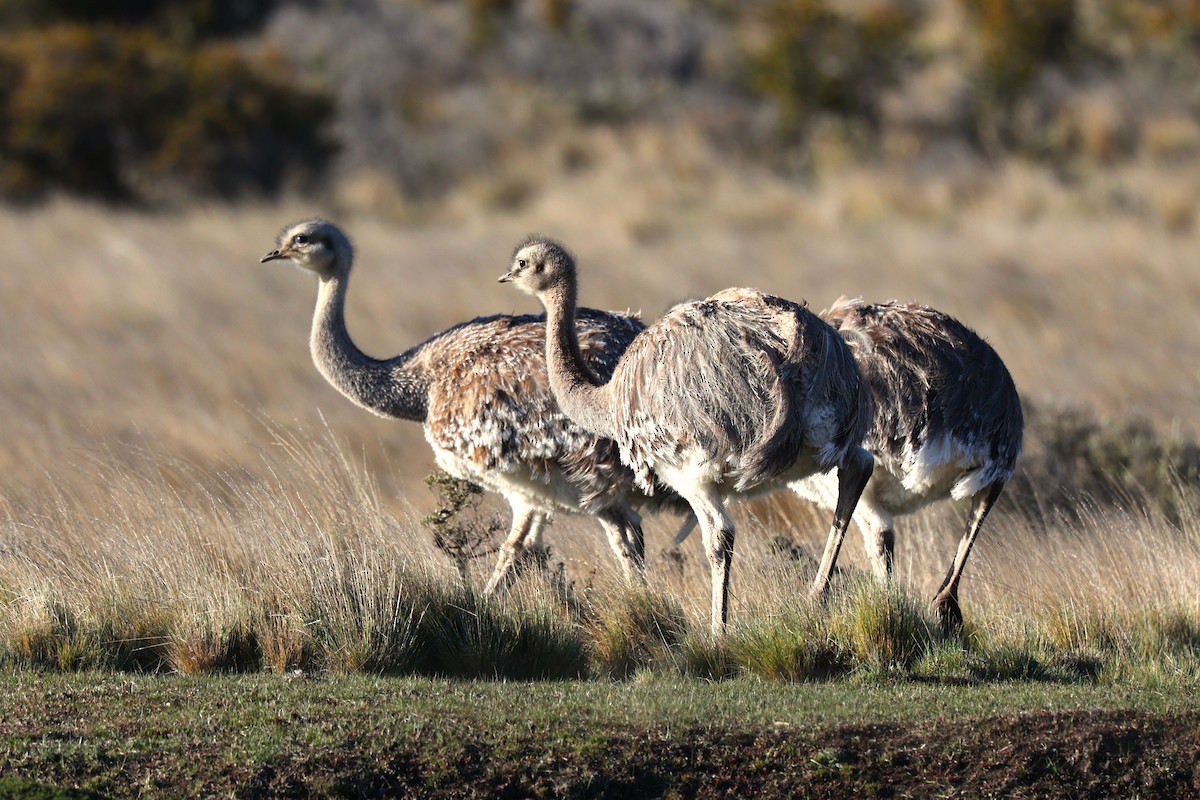 Lesser Rhea - ML643914202