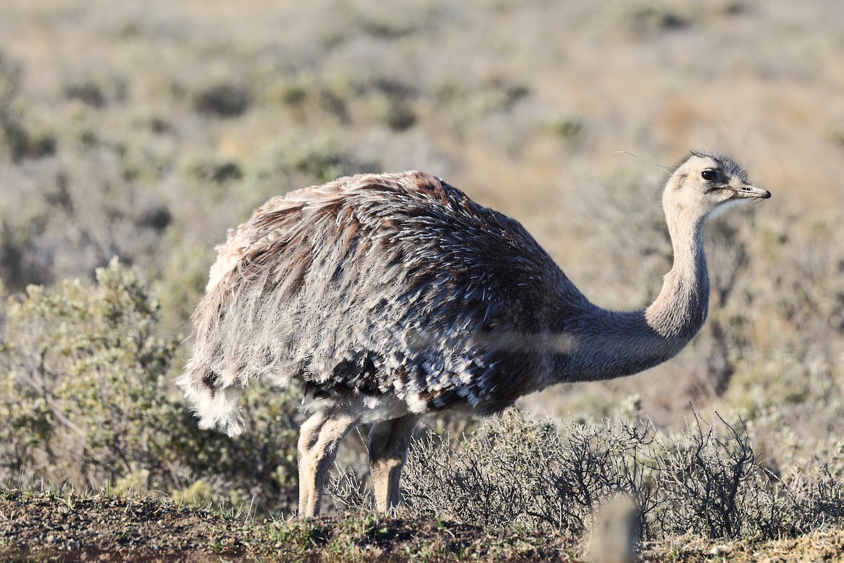 Lesser Rhea - ML643914203