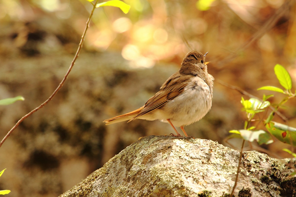 Hermit Thrush - ML643914206