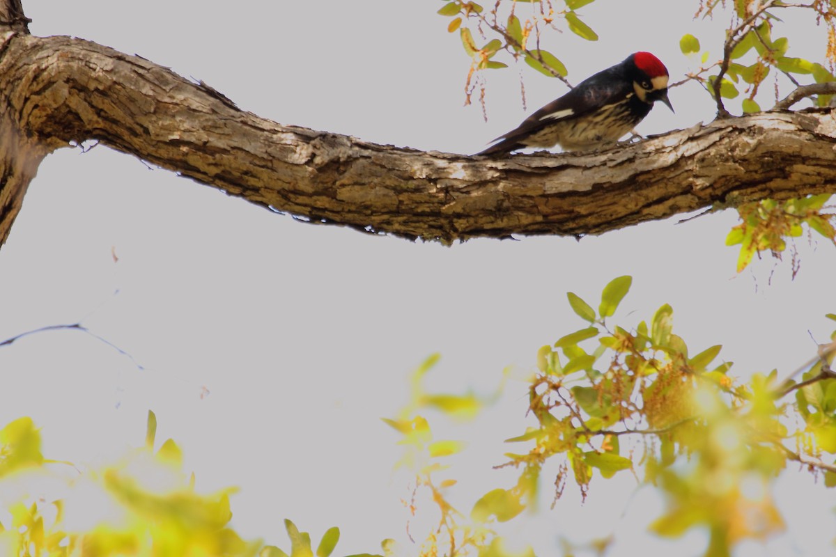 Acorn Woodpecker - ML643914211