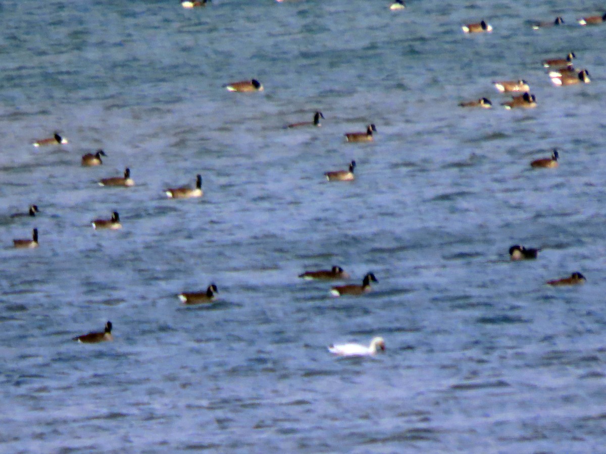 Snow Goose - ML643914212