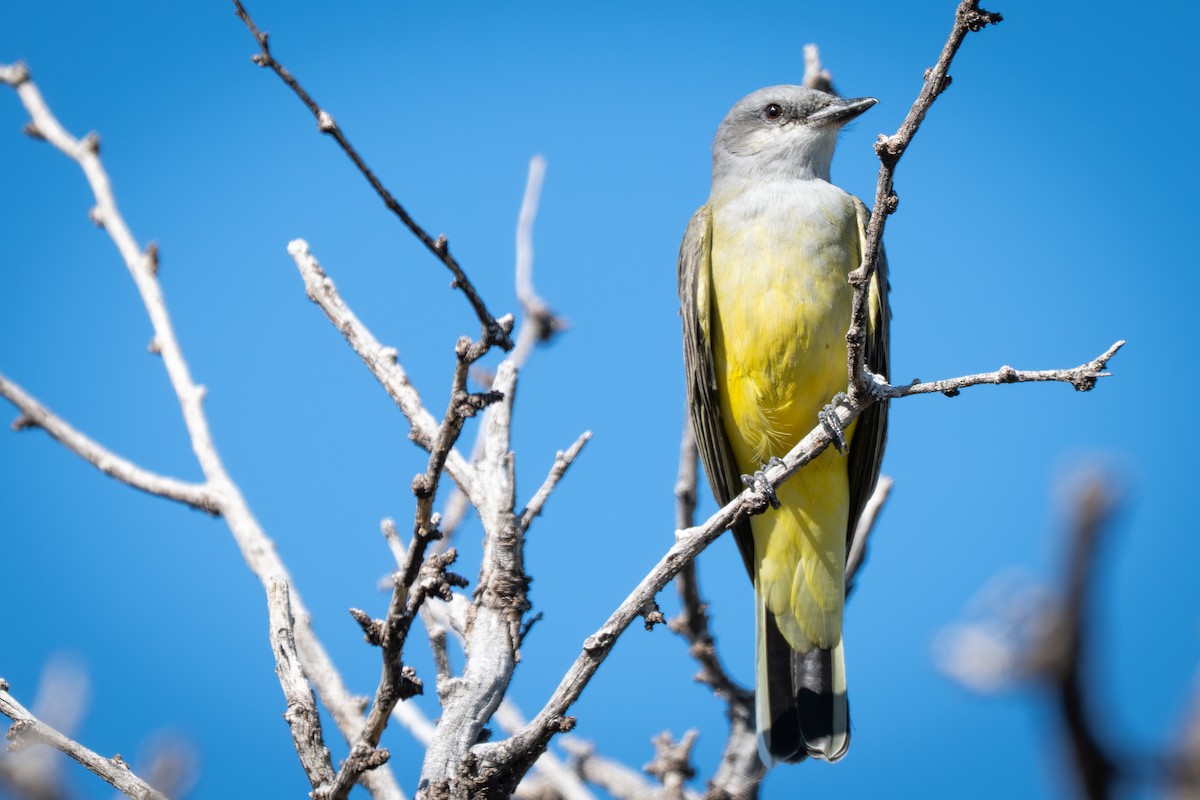Western Kingbird - ML643914216