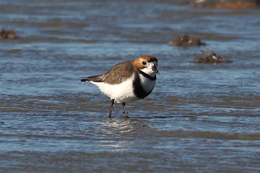 Two-banded Plover - ML643914231