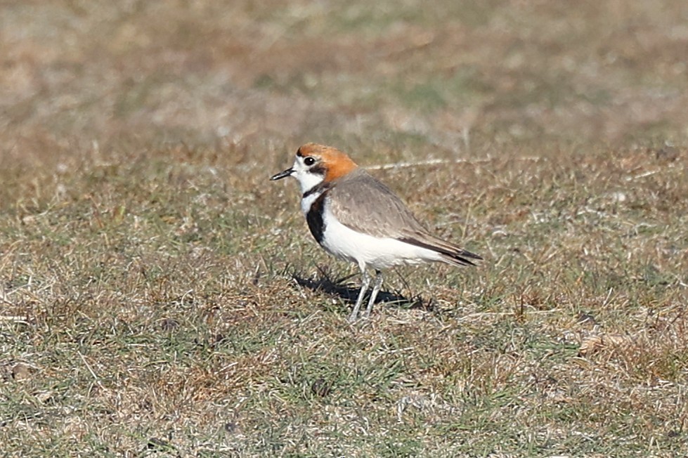 Two-banded Plover - ML643914232