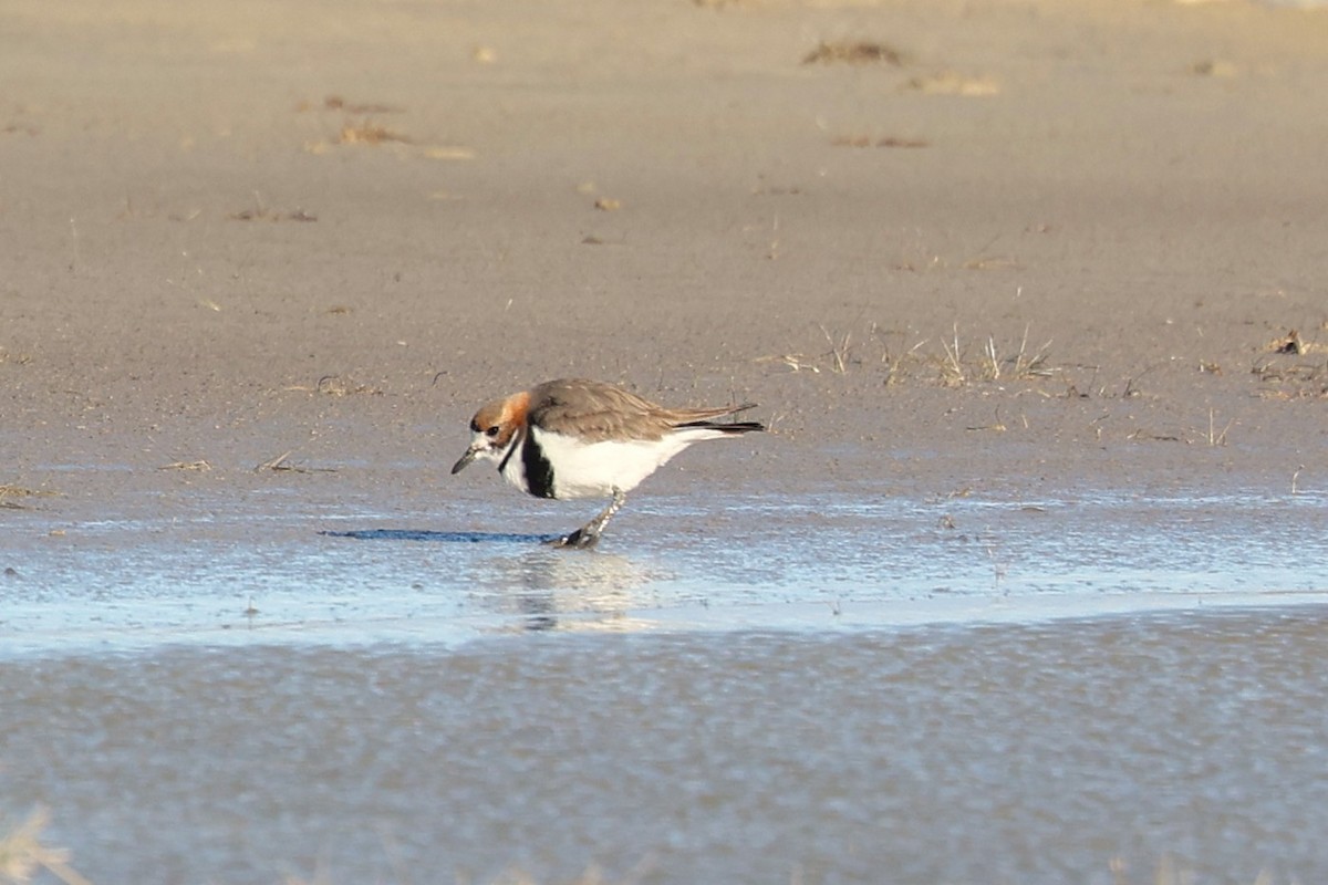 Two-banded Plover - ML643914233