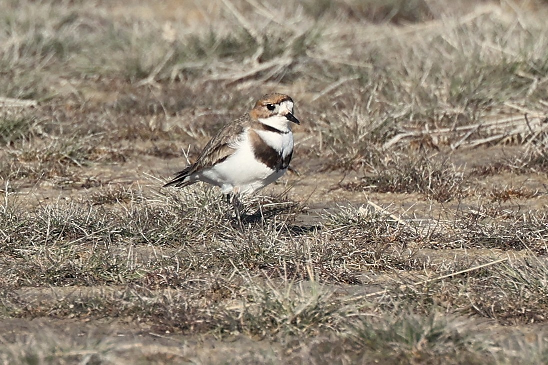 Two-banded Plover - ML643914234