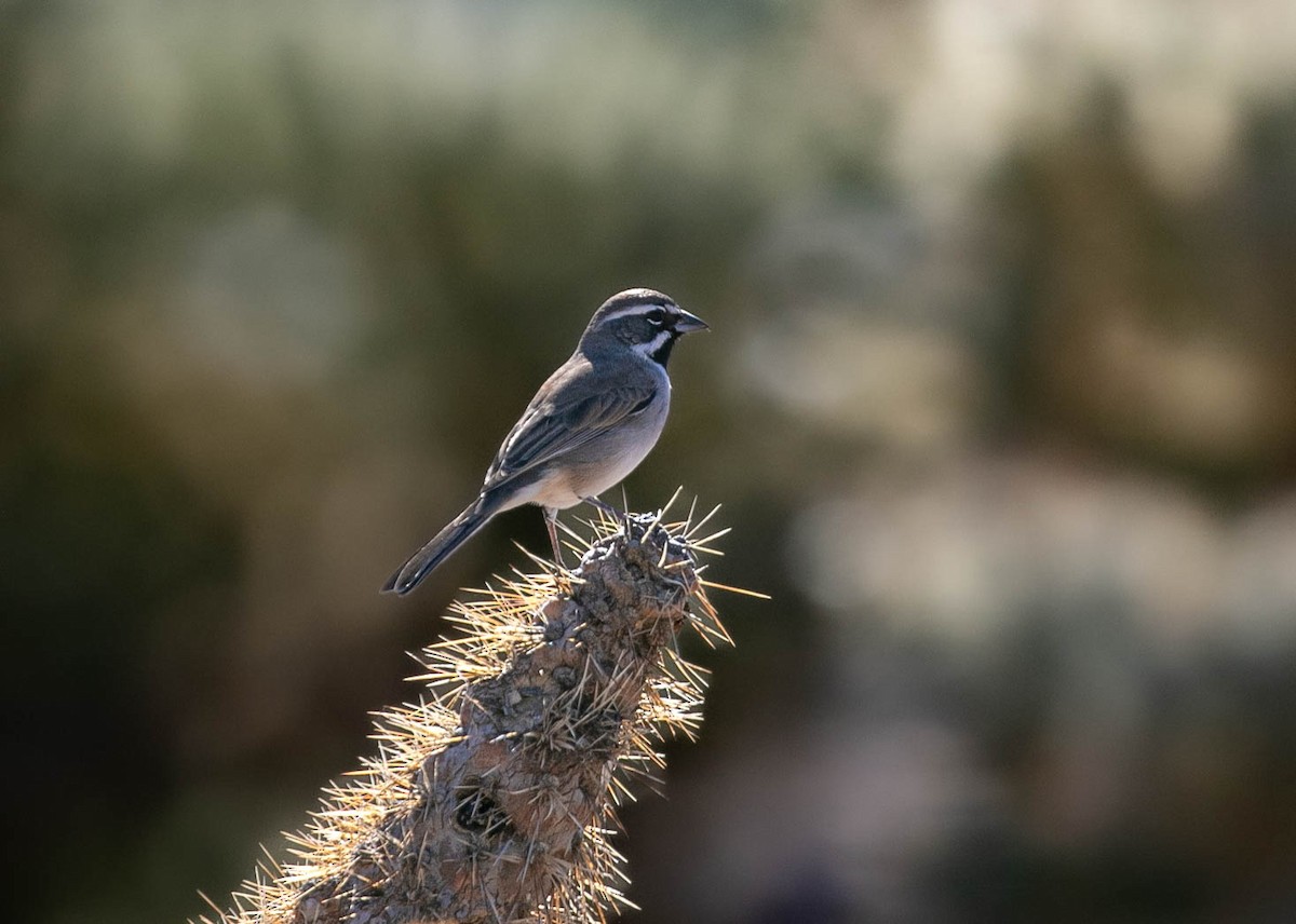 Black-throated Sparrow - ML643914242