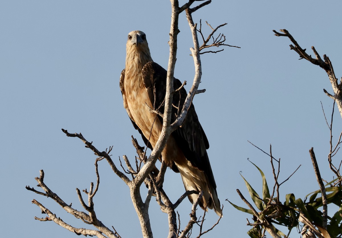 White-bellied Sea-Eagle - ML643914245