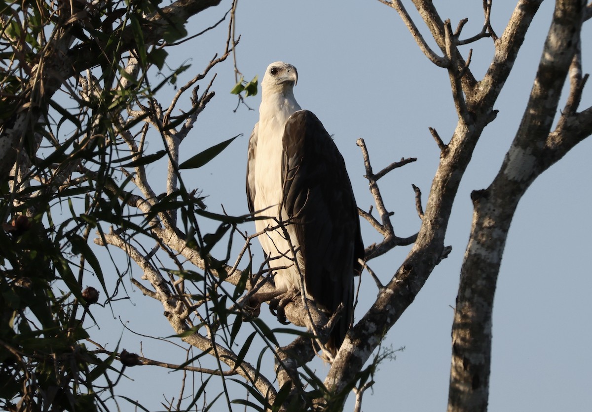 White-bellied Sea-Eagle - ML643914246