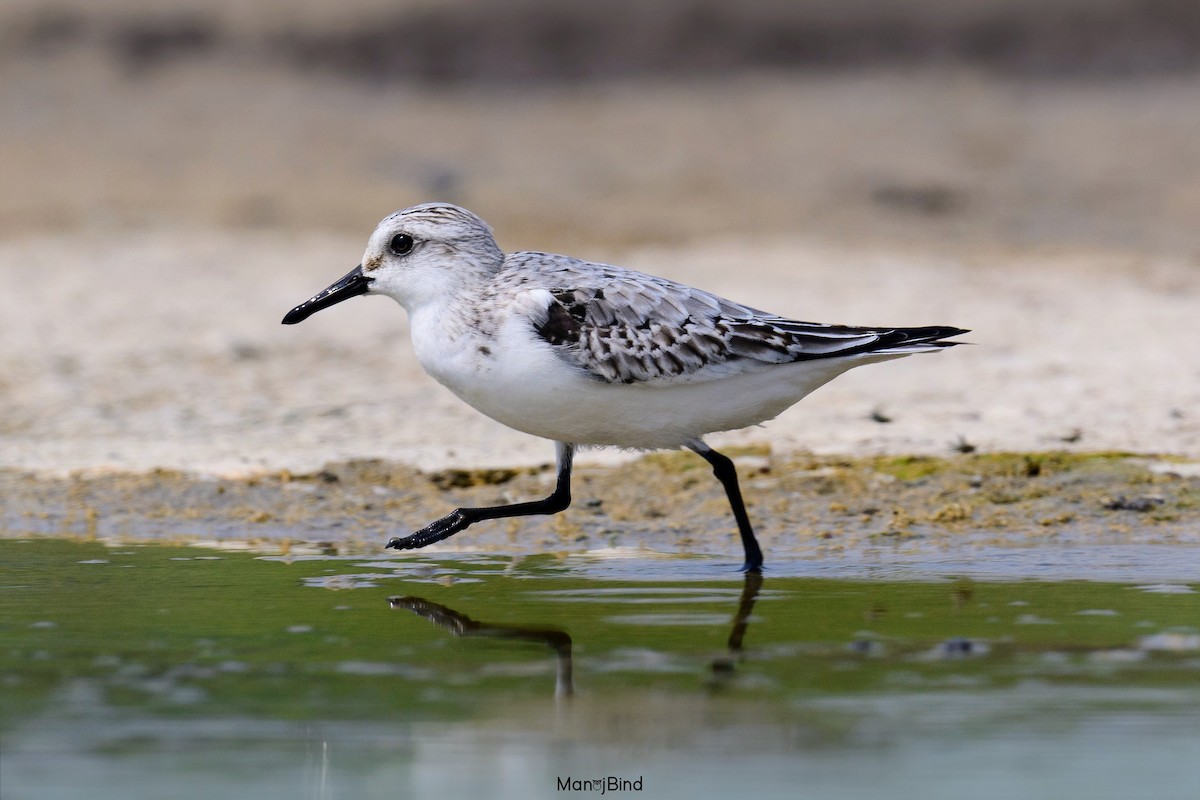 Sanderling - ML643914265