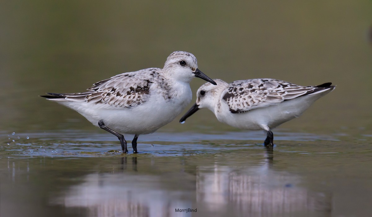 Sanderling - ML643914279