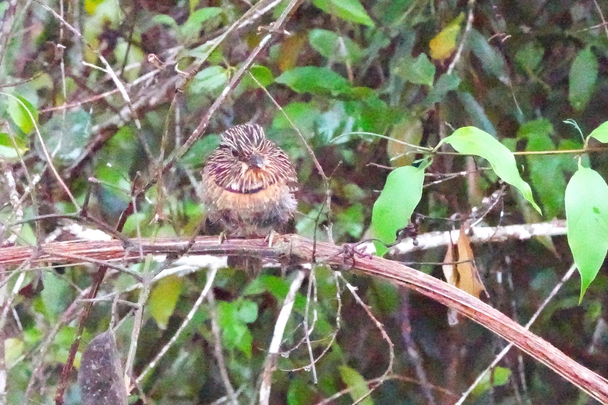 Crescent-chested Puffbird - ML643914289