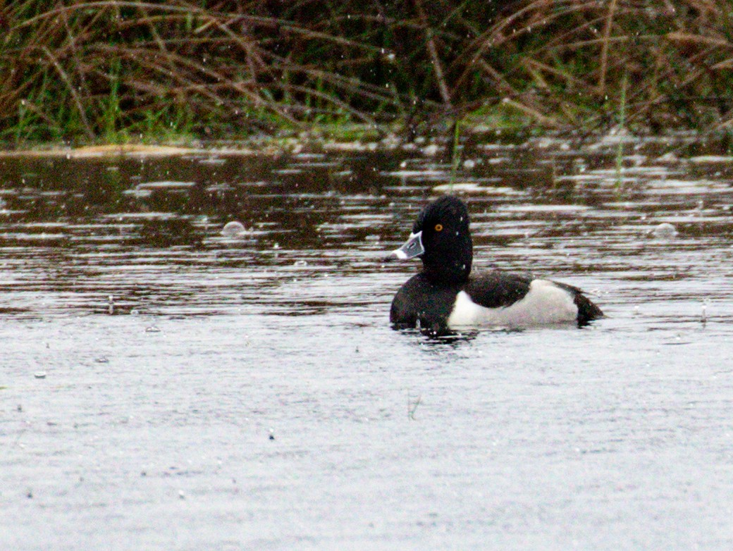 Ring-necked Duck - ML643914290