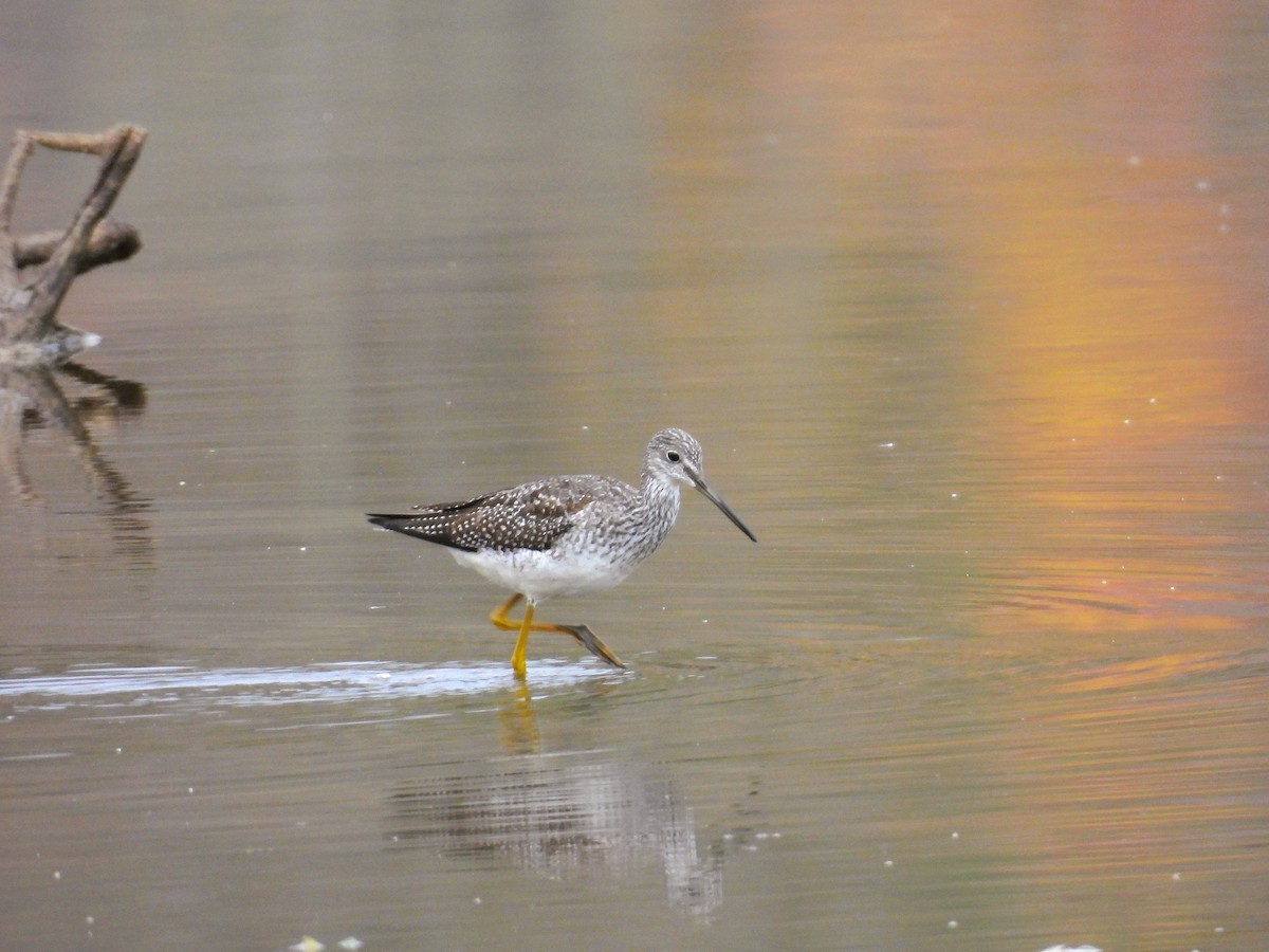 Greater Yellowlegs - ML643914309