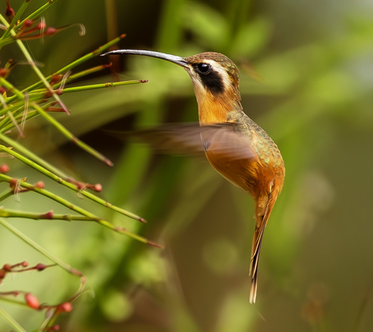 Rotschattenkolibri - ML643914313