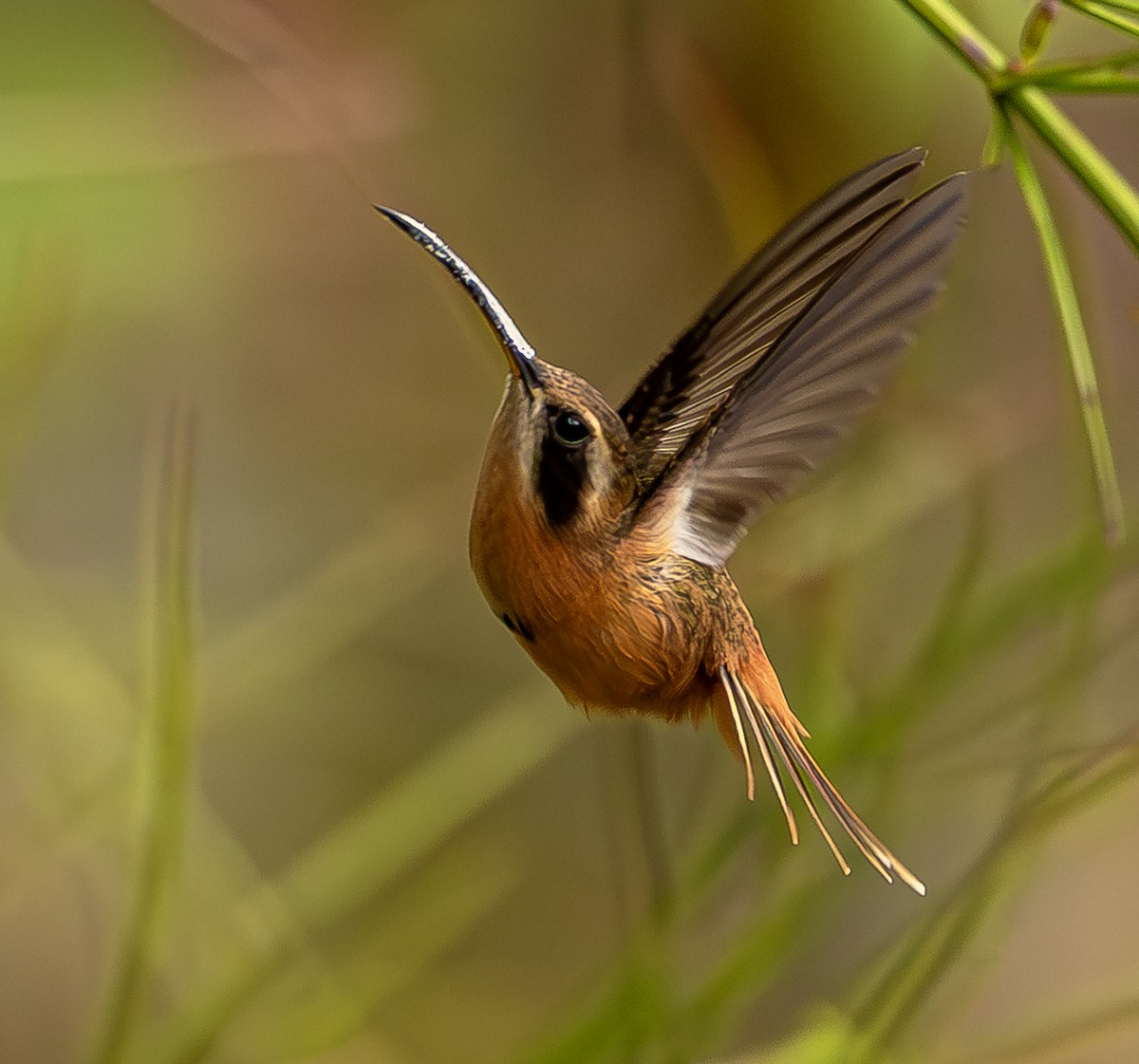 Rotschattenkolibri - ML643914314