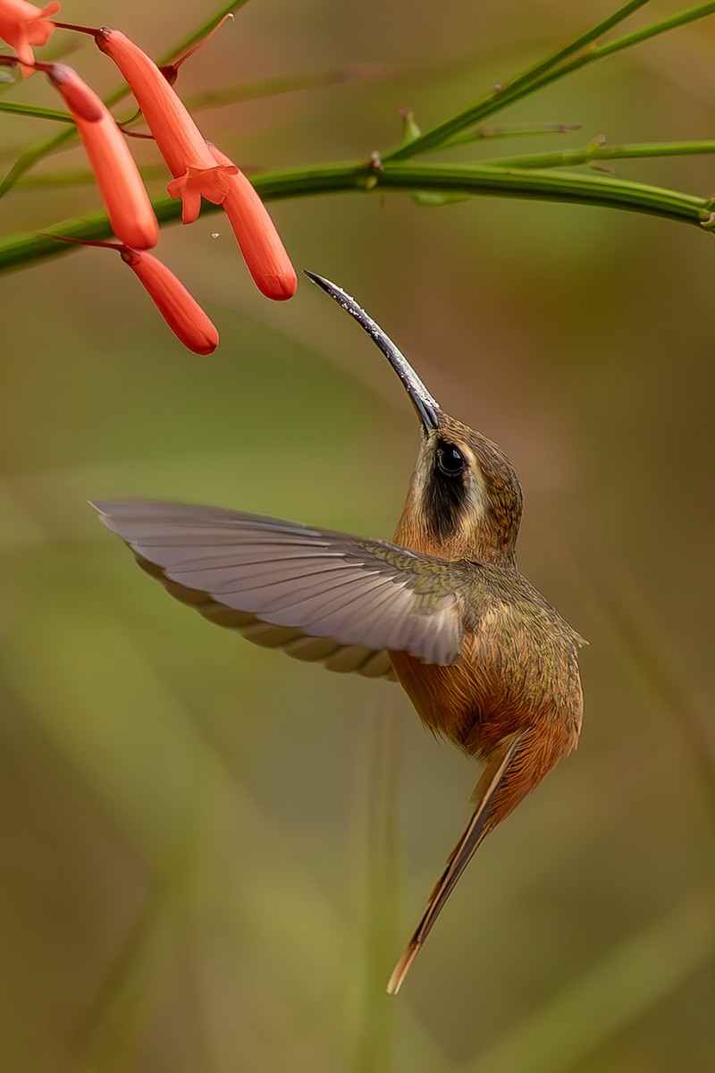 Rotschattenkolibri - ML643914315