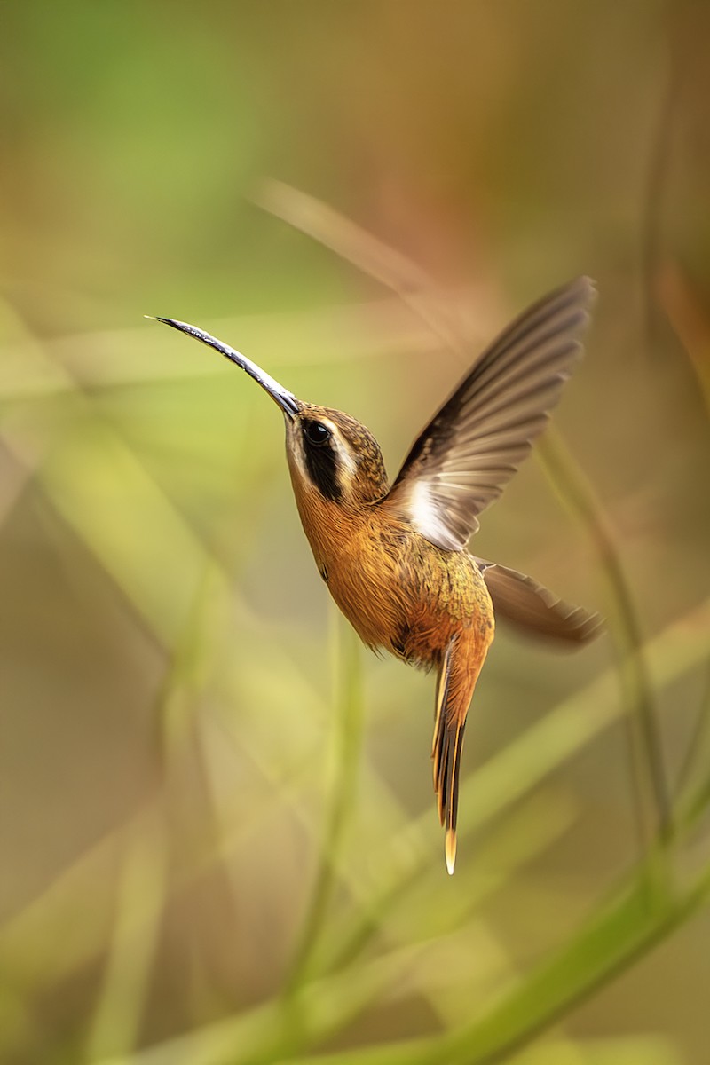 Rotschattenkolibri - ML643914316