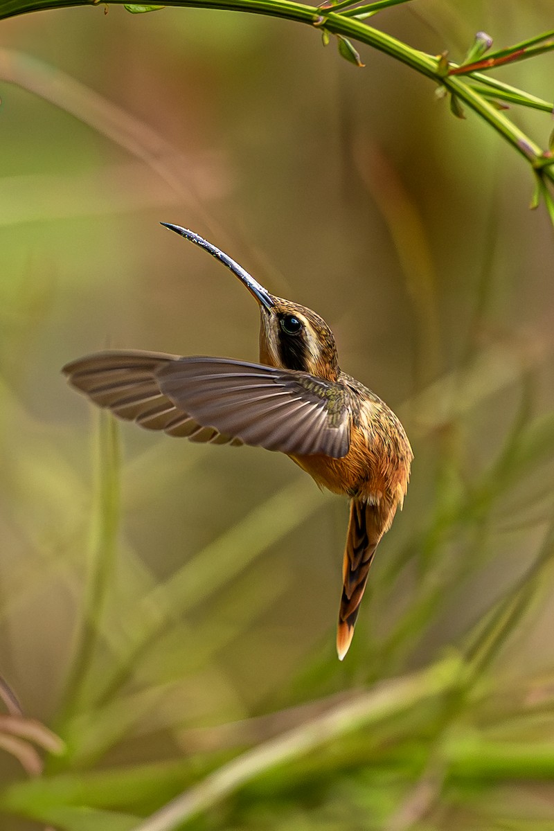 Rotschattenkolibri - ML643914317