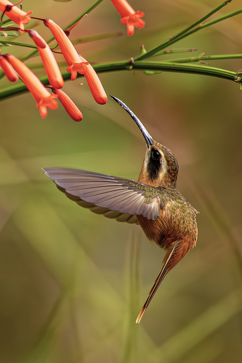 Rotschattenkolibri - ML643914318