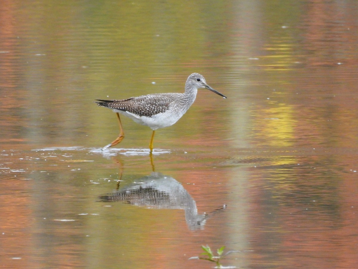 Greater Yellowlegs - ML643914321