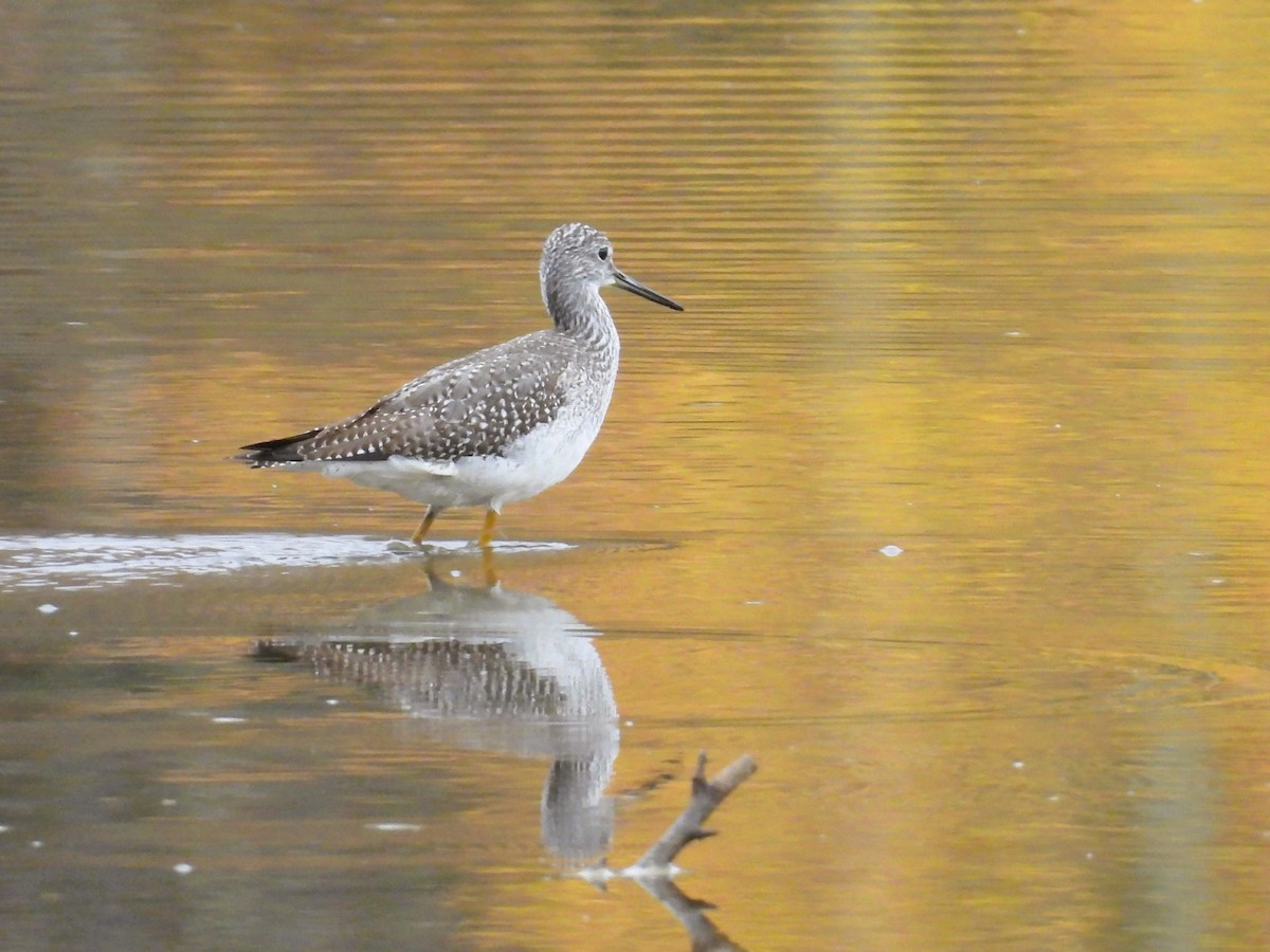 Greater Yellowlegs - ML643914334