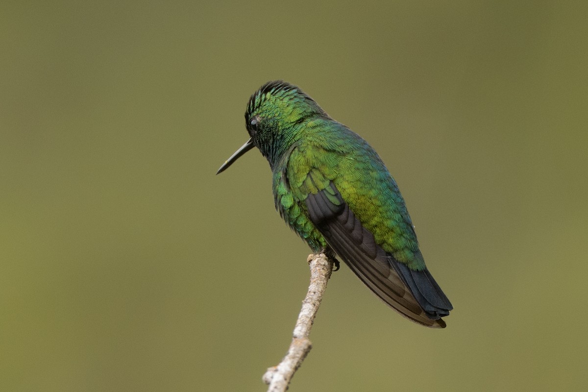 Blue-tailed Emerald - ML643914339