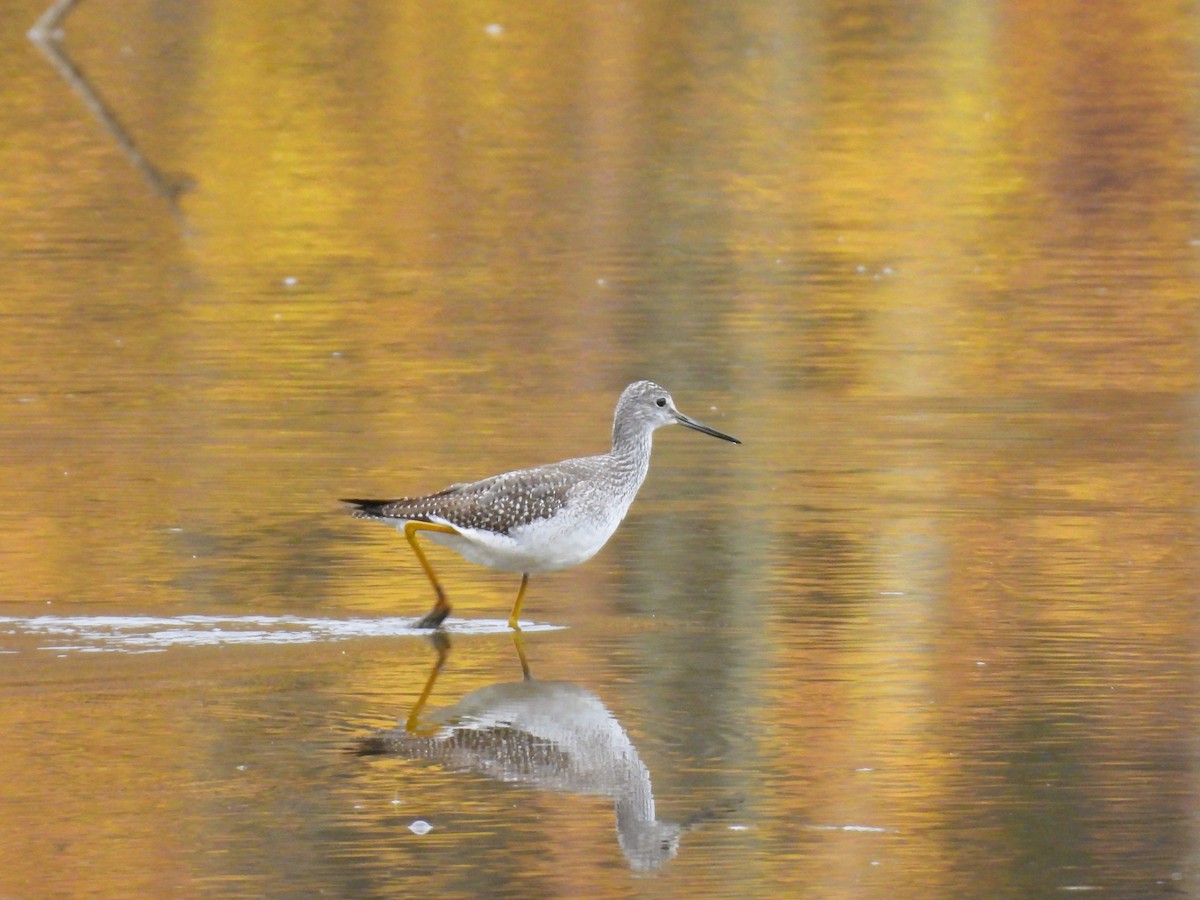Greater Yellowlegs - ML643914345