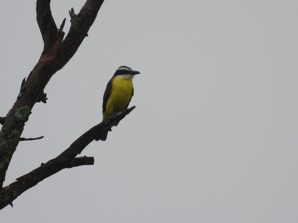 Boat-billed Flycatcher - ML643914365