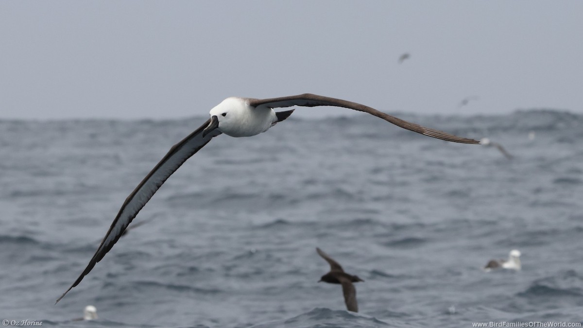 Indian Yellow-nosed Albatross - ML643914385