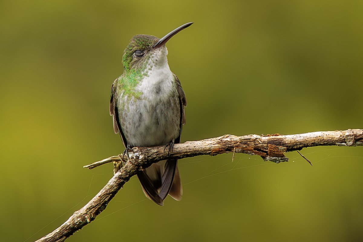 Green-and-white Hummingbird - ML643914389