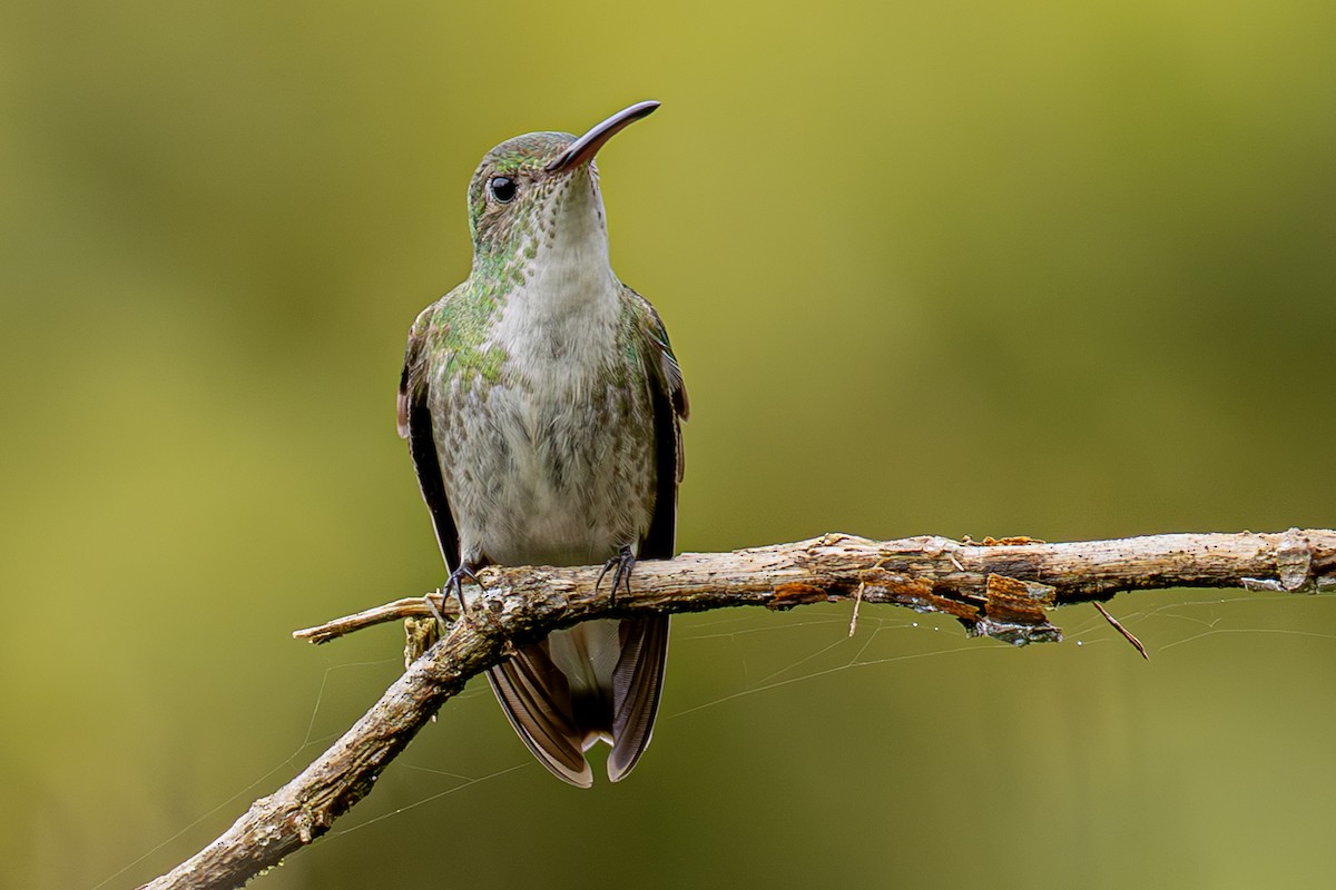 Green-and-white Hummingbird - ML643914391