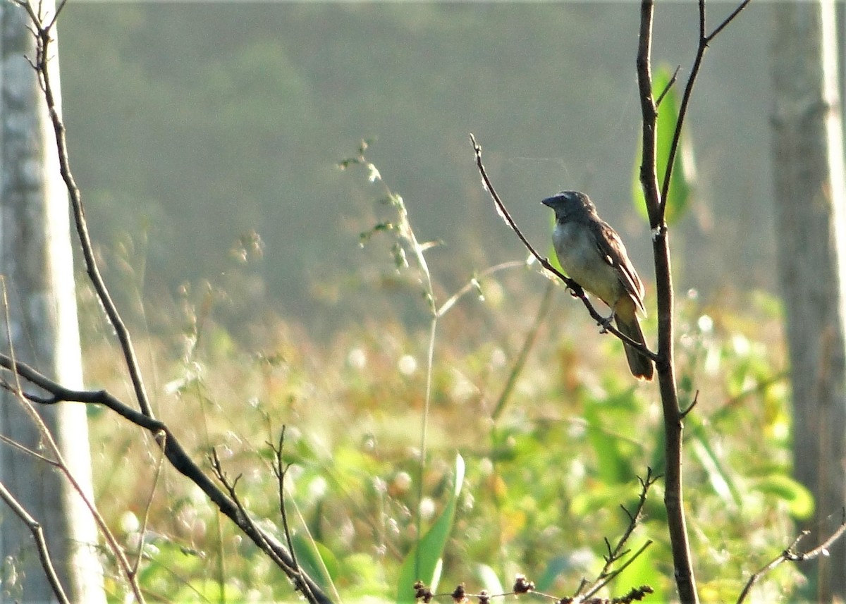 Bluish-gray Saltator - Carlos Otávio Gussoni