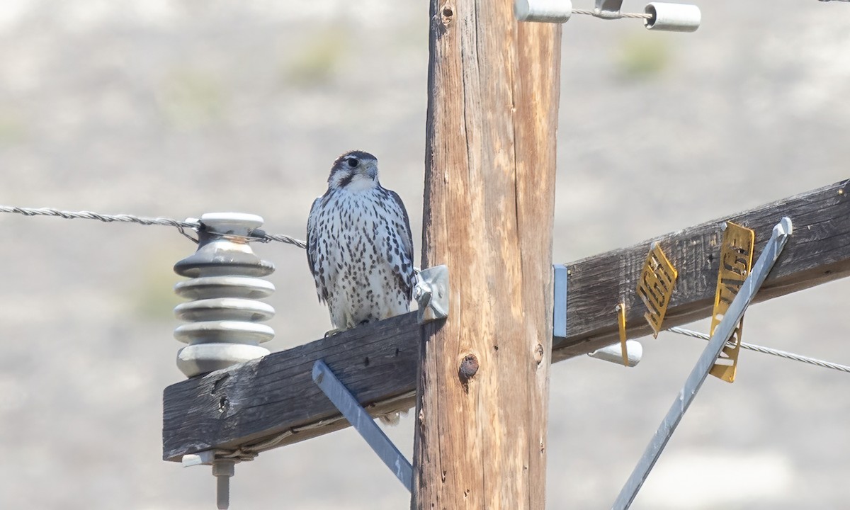 Prairie Falcon - ML643914420