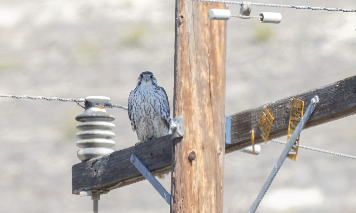 Prairie Falcon - ML643914421