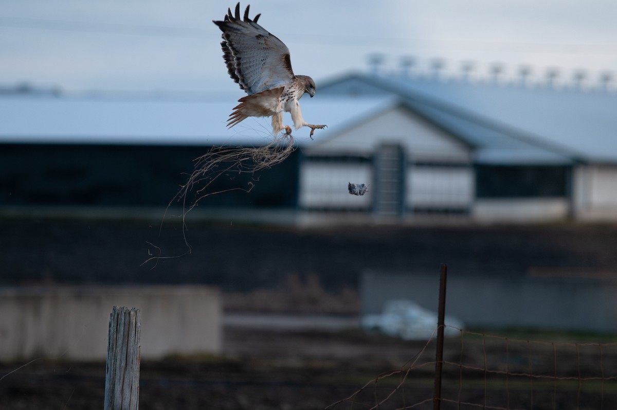 Red-tailed Hawk - ML643914423
