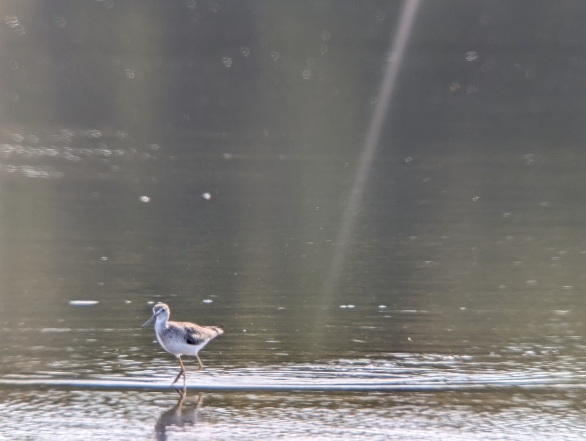 Greater Yellowlegs - ML643914432