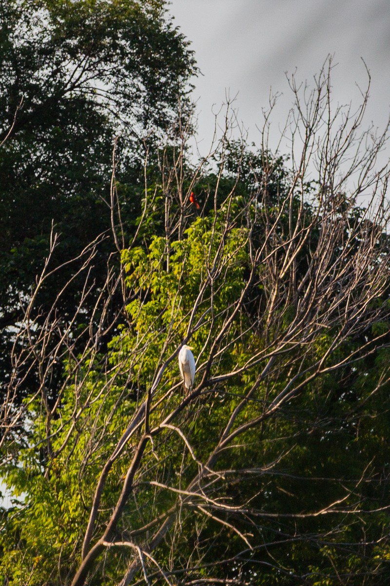 Northern Cardinal - ML643914456