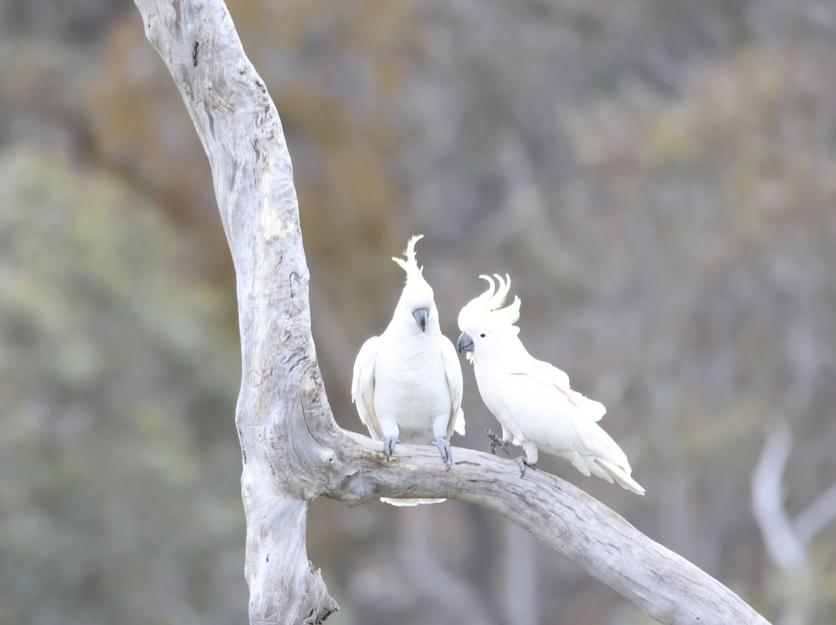 Gelbhaubenkakadu - ML643914457