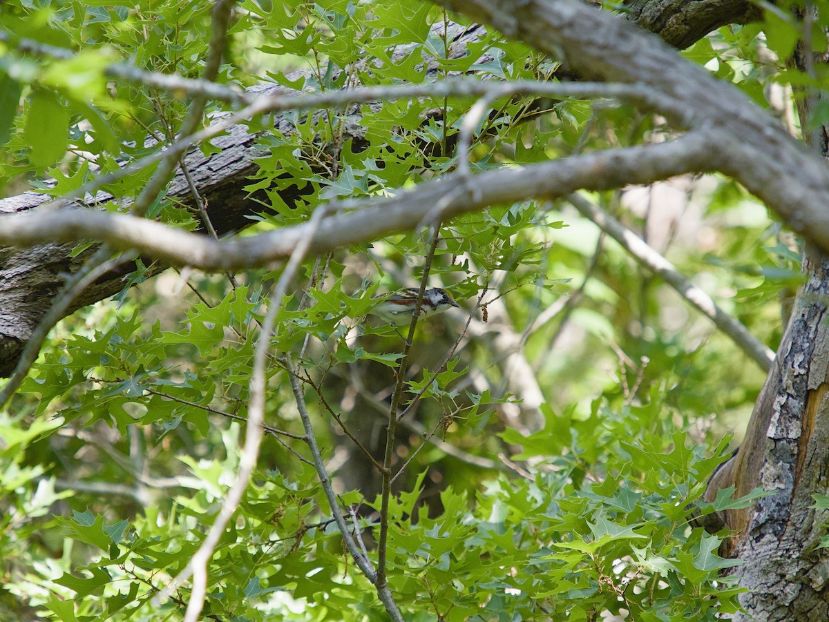 Chestnut-sided Warbler - ML643914483