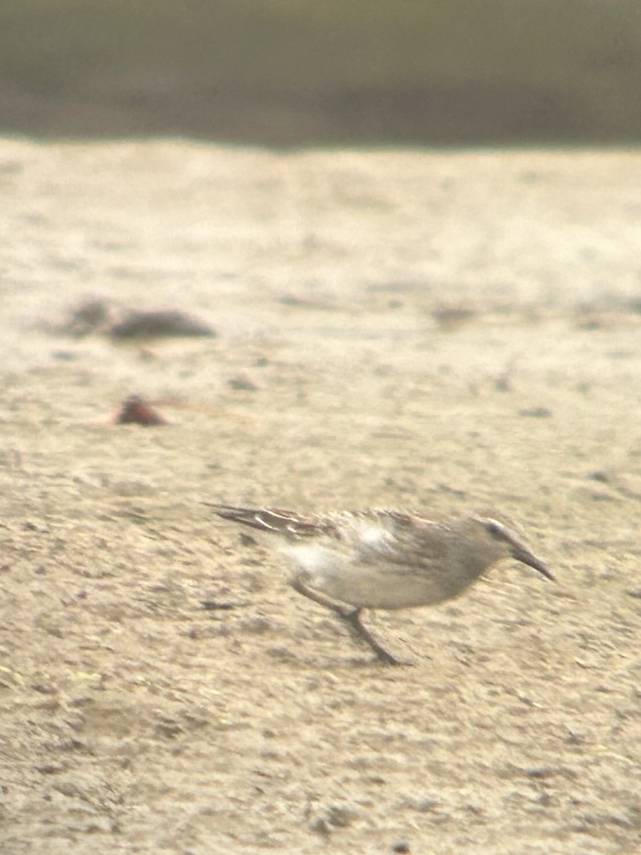 Побережник білогрудий - ML643914486