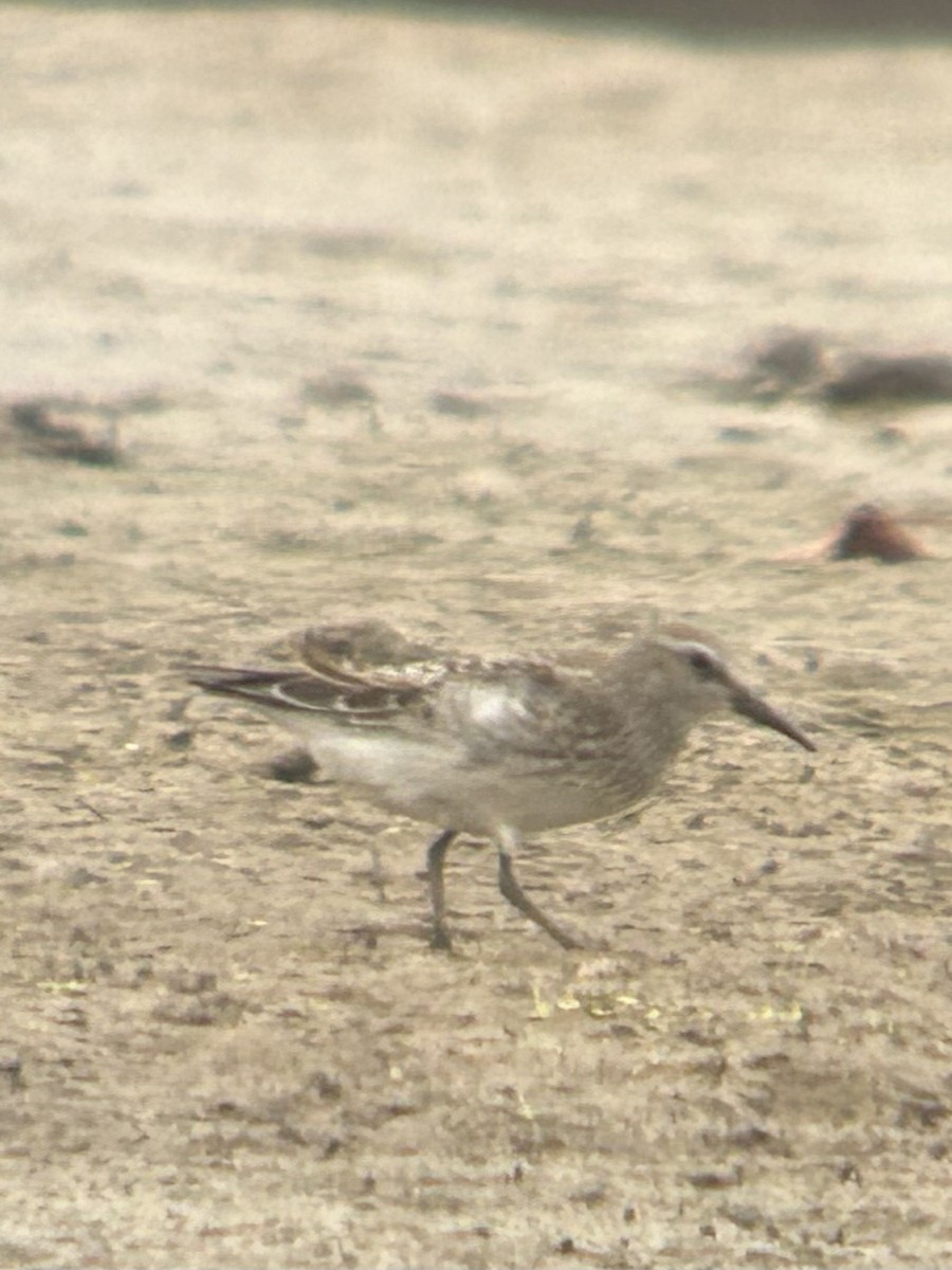 Побережник білогрудий - ML643914487