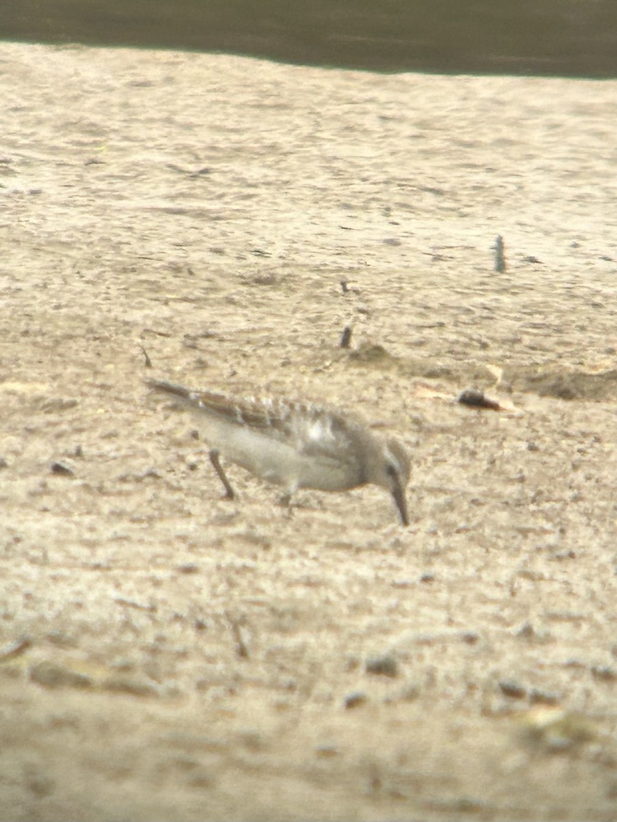 Побережник білогрудий - ML643914488