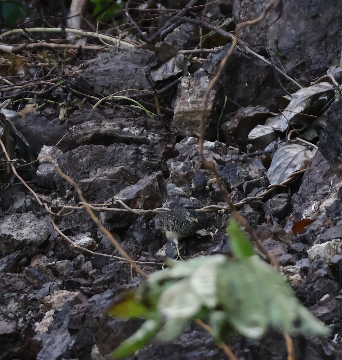 Barred Buttonquail - ML643914492