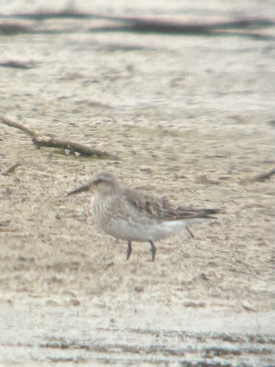 Побережник білогрудий - ML643914494