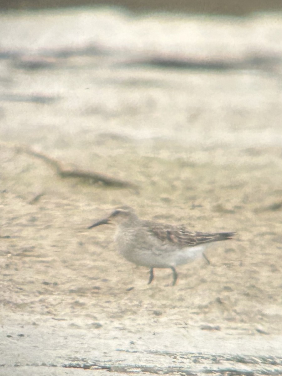 Побережник білогрудий - ML643914495