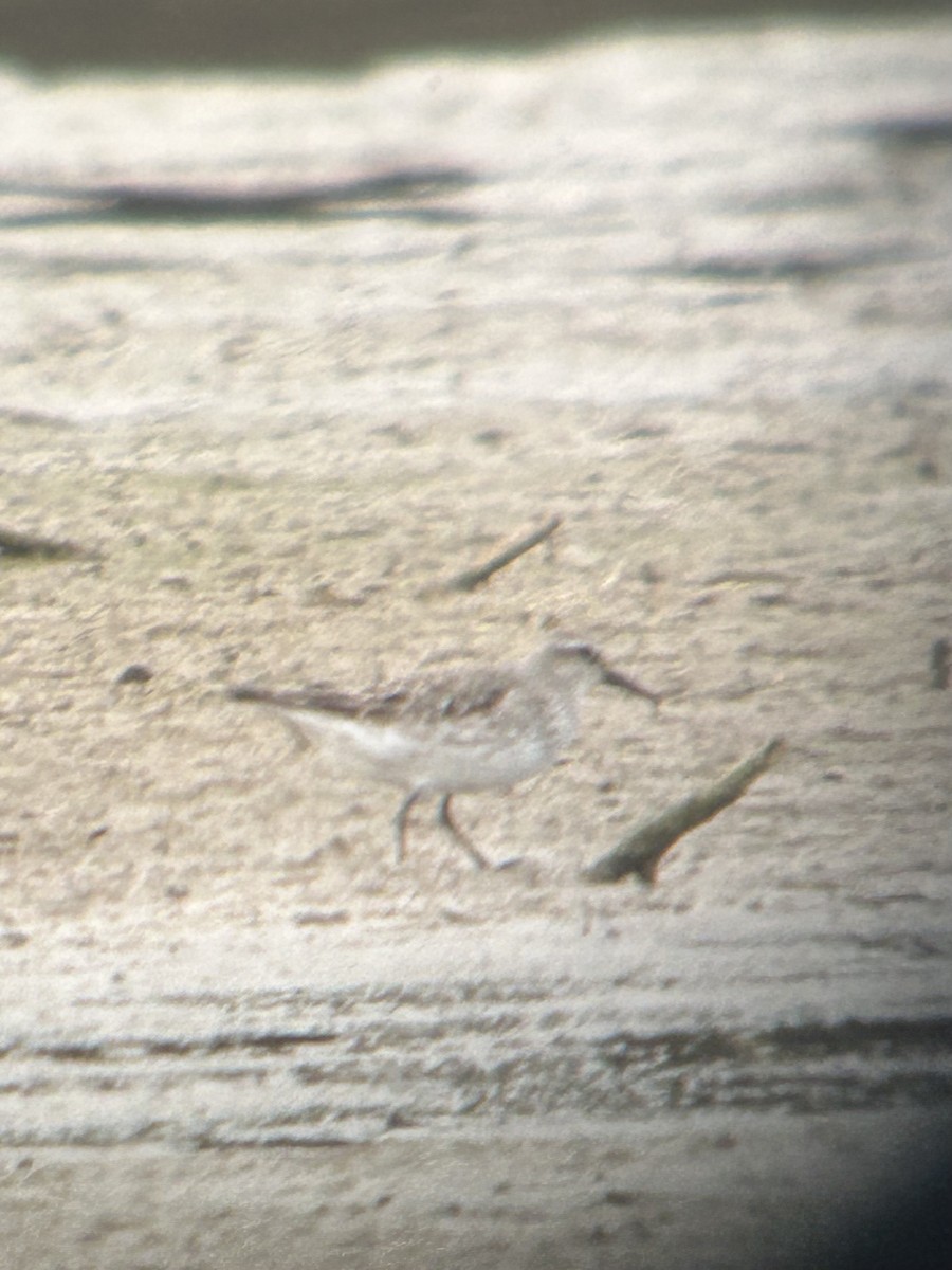 Побережник білогрудий - ML643914497