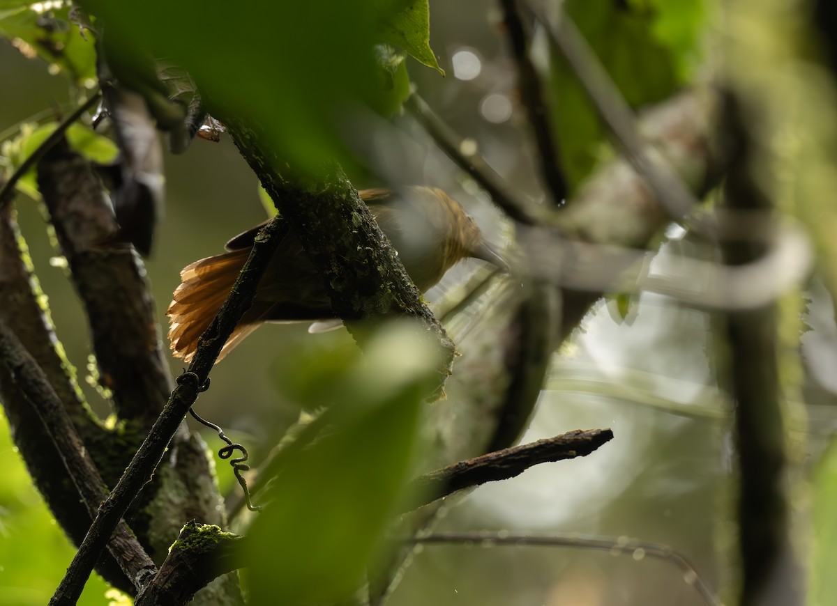 Ruddy Foliage-gleaner - ML643914505