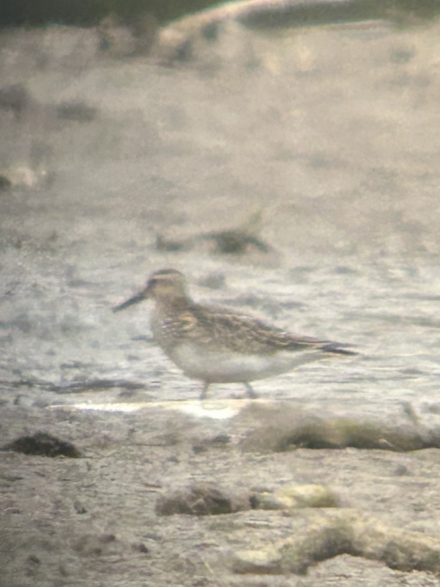 Побережник арктичний - ML643914508