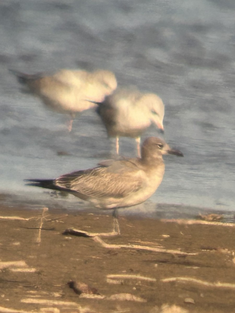 Мартин карибський - ML643914517